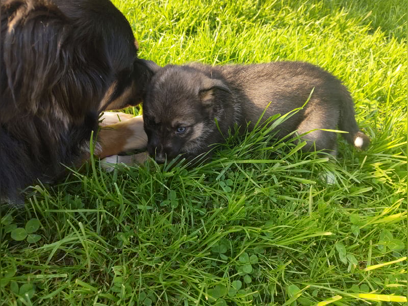Siberian Husky x Mini Australien Shepard welpen