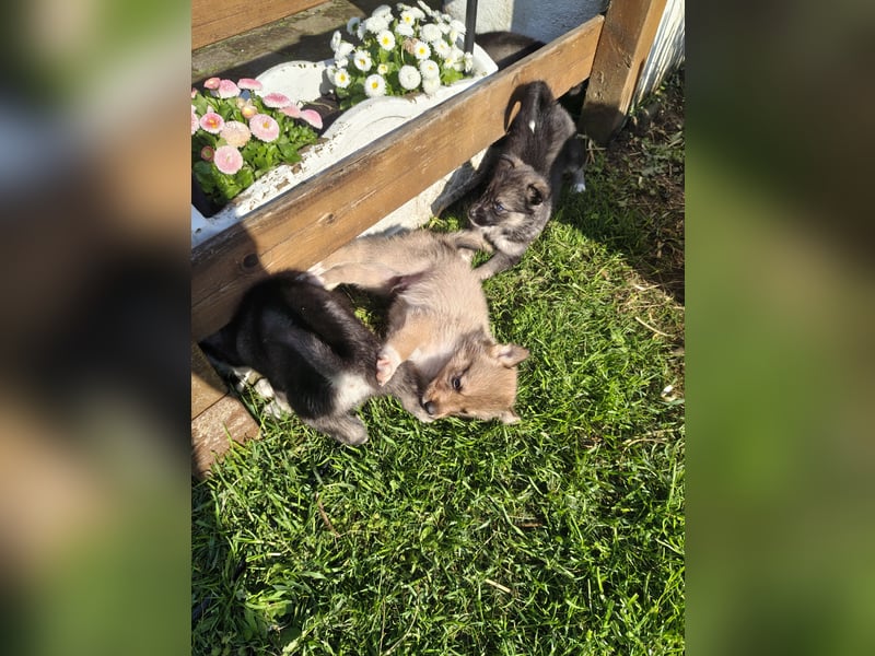 Siberian Husky x Mini Australien Shepard welpen