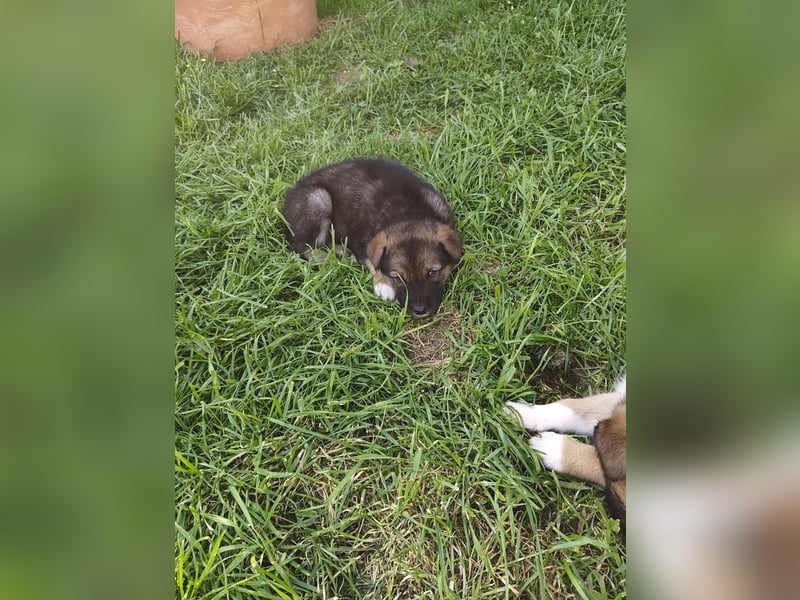 Siberian Husky x Mini Australien Shepard welpen