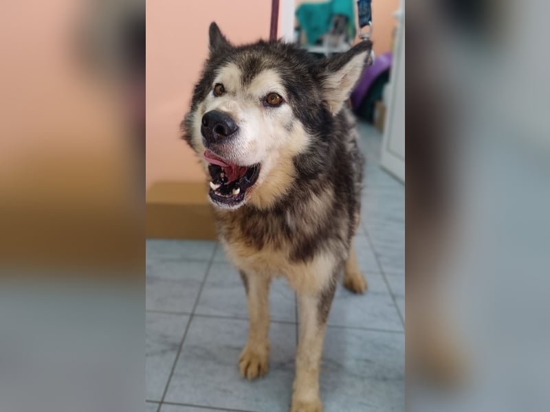 großer Husky Mischlings-Rüde Atlas sucht ein Zuhause