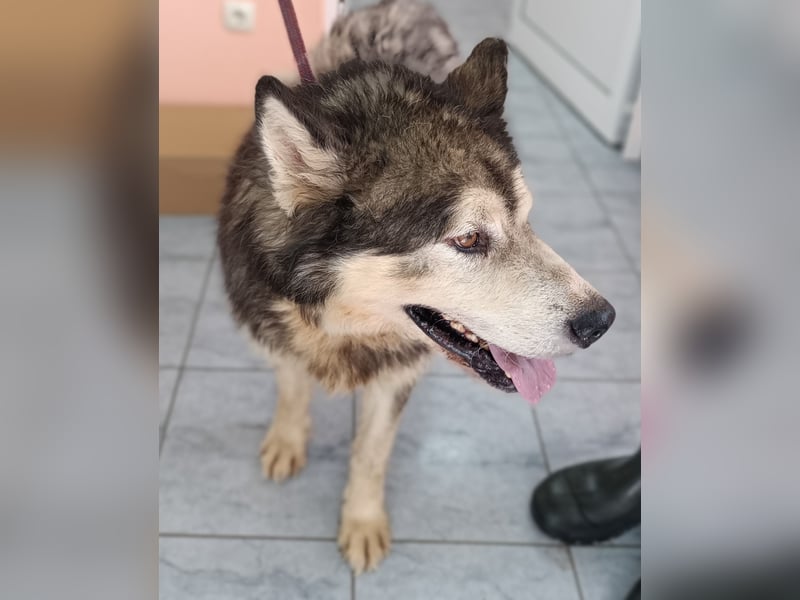 großer Husky Mischlings-Rüde Atlas sucht ein Zuhause