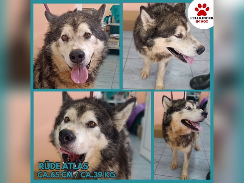 großer Husky Mischlings-Rüde Atlas sucht ein Zuhause