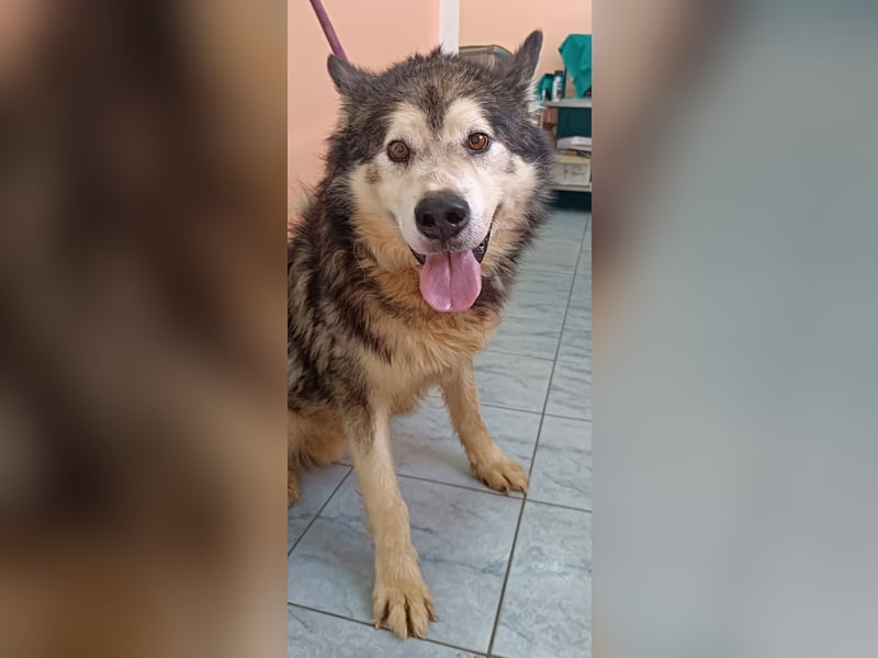 großer Husky Mischlings-Rüde Atlas sucht ein Zuhause