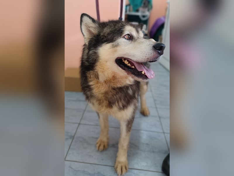 großer Husky Mischlings-Rüde Atlas sucht ein Zuhause