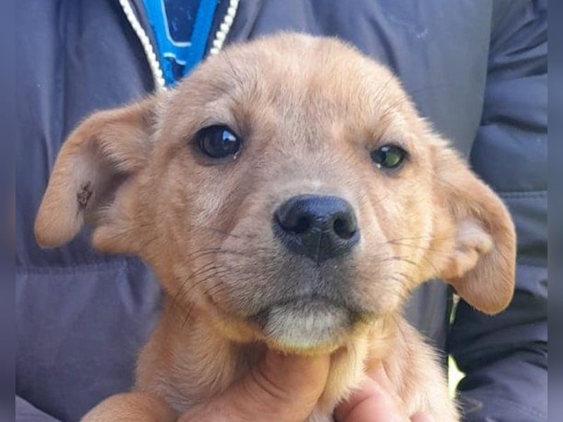 ♥ Little Fren ♥  junger Husky-Mix-Bub