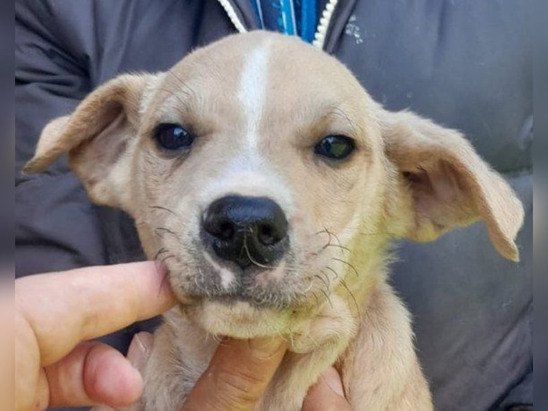 Husky-Mix ♥ Lois ♥ schmusiges Powerpaket