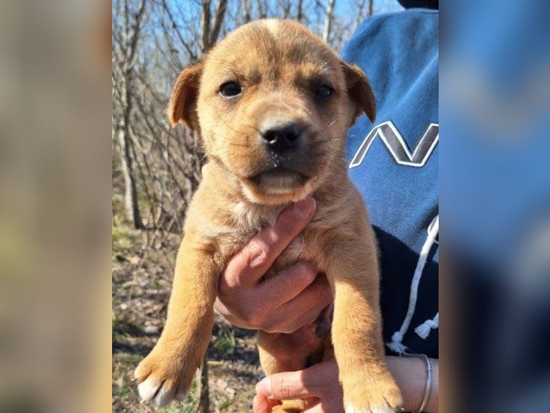 ♥ Little Fren ♥  junger Husky-Mix-Bub