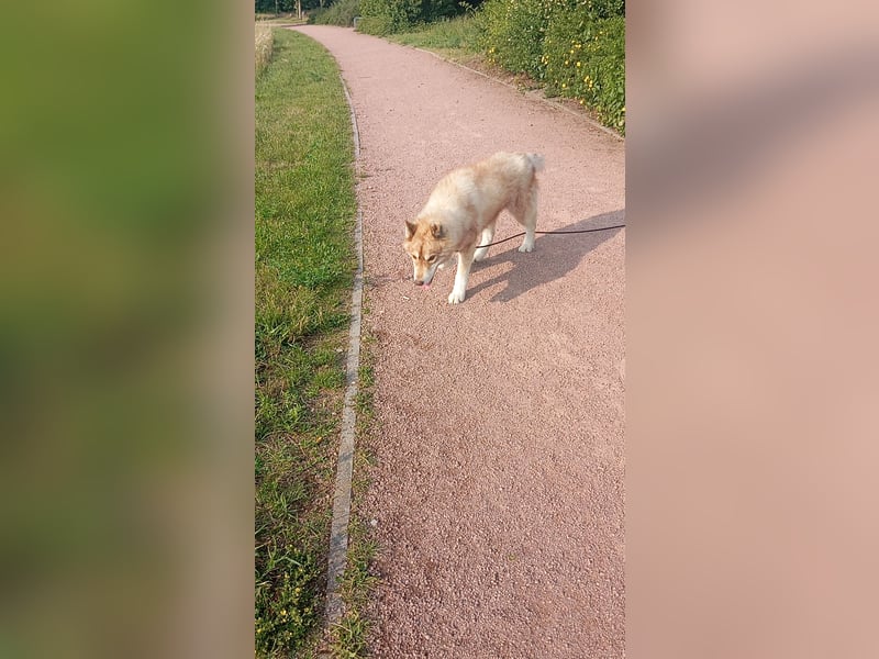 Husky Rüde abzugeben