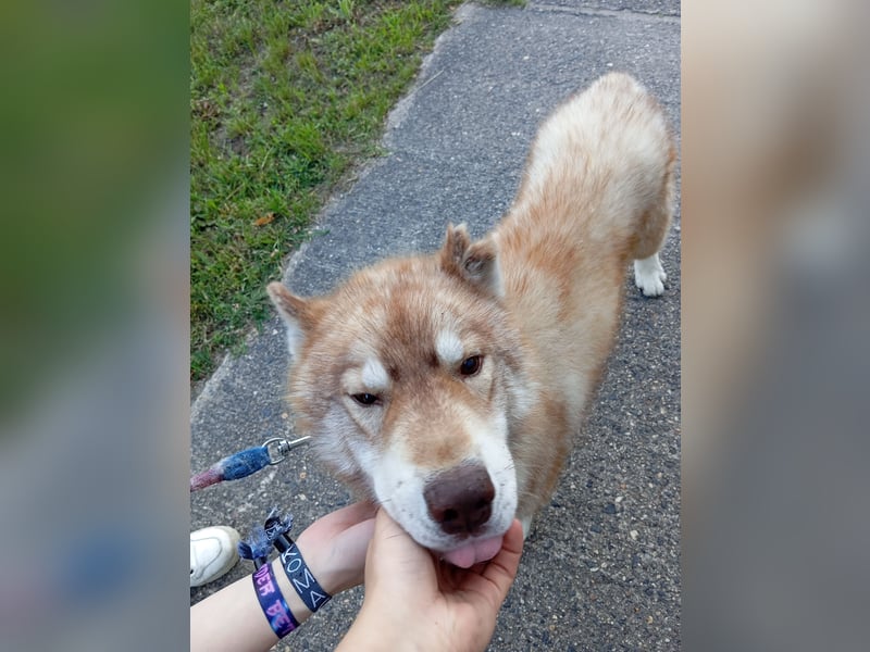 Husky Rüde abzugeben