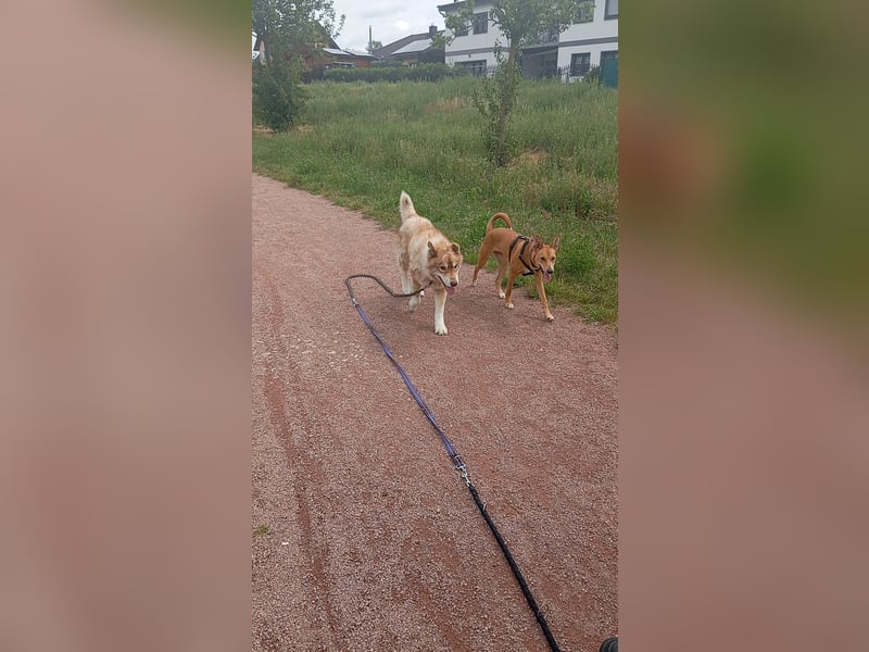 Husky Rüde abzugeben