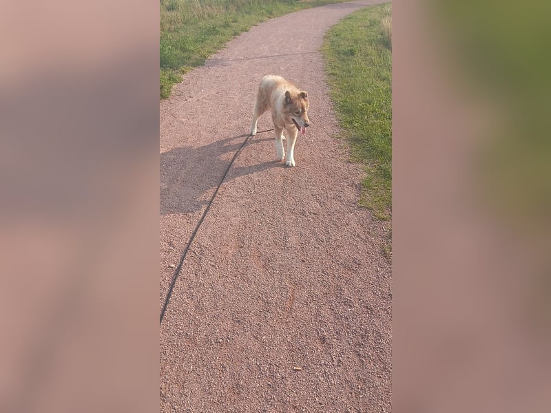 Husky Rüde abzugeben