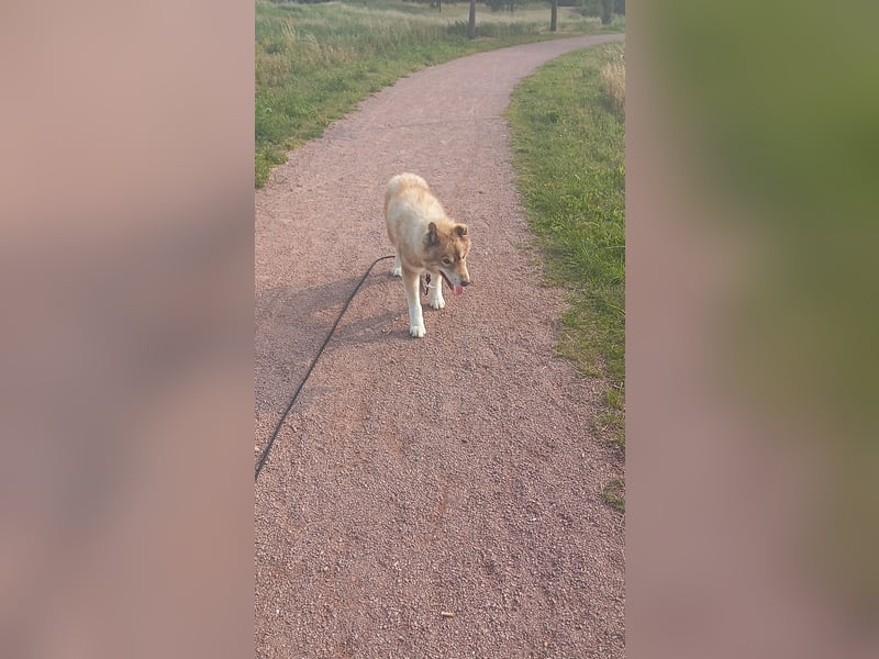 Husky Rüde abzugeben