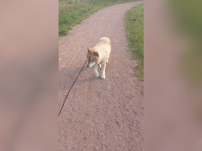 Husky Rüde abzugeben