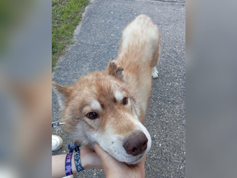 Husky Rüde abzugeben