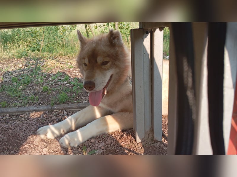 Husky Rüde abzugeben