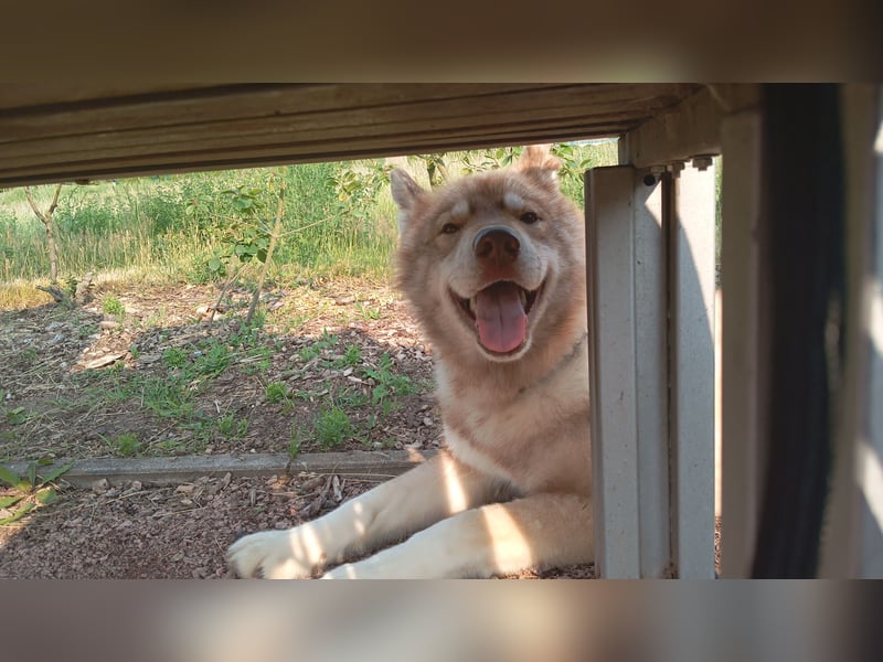 Husky Rüde abzugeben