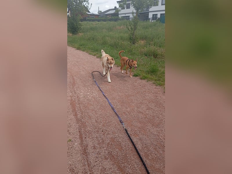 Husky Rüde abzugeben