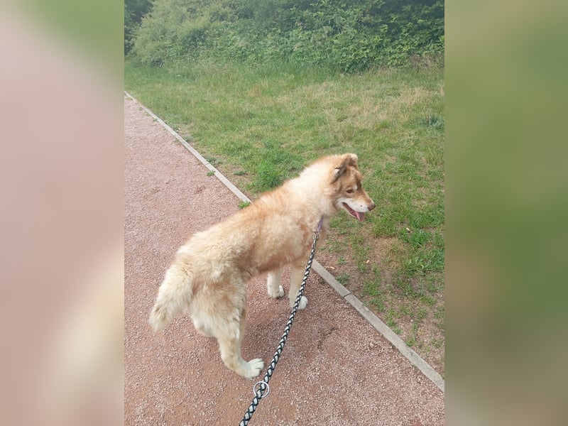 Husky Rüde abzugeben