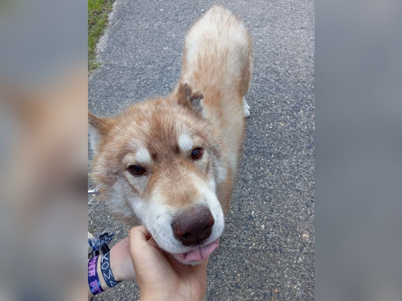 Husky Rüde abzugeben