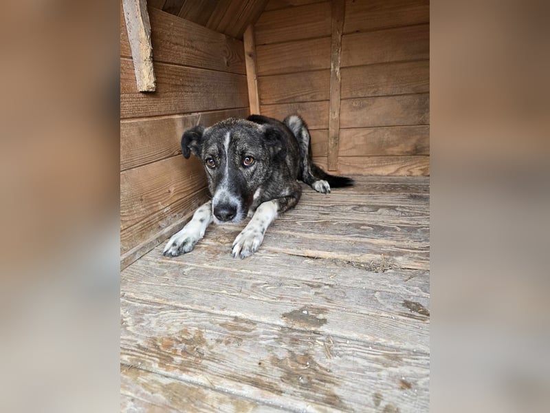 Flint - Hundeflüsterer gesucht