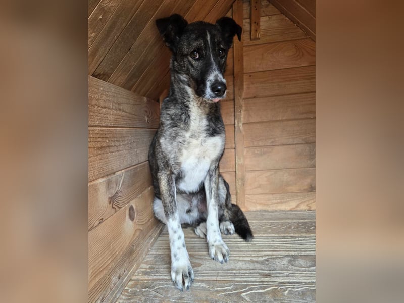 Flint - Hundeflüsterer gesucht