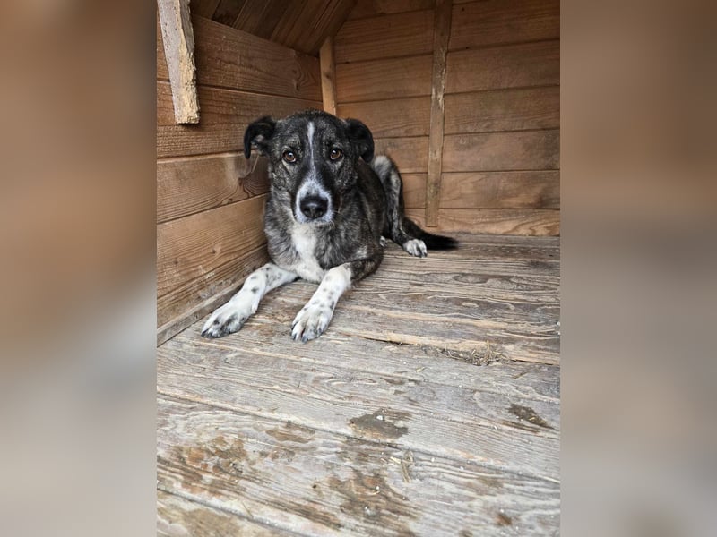 Flint - Hundeflüsterer gesucht