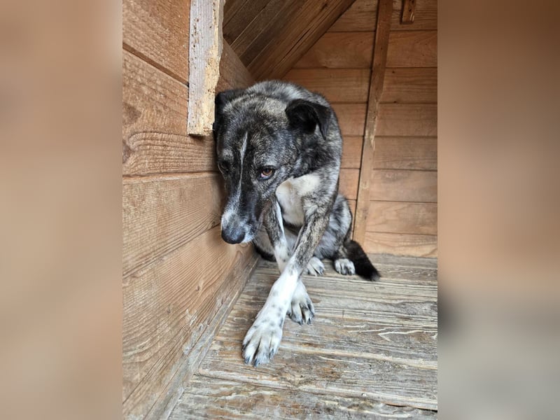 Flint - Hundeflüsterer gesucht
