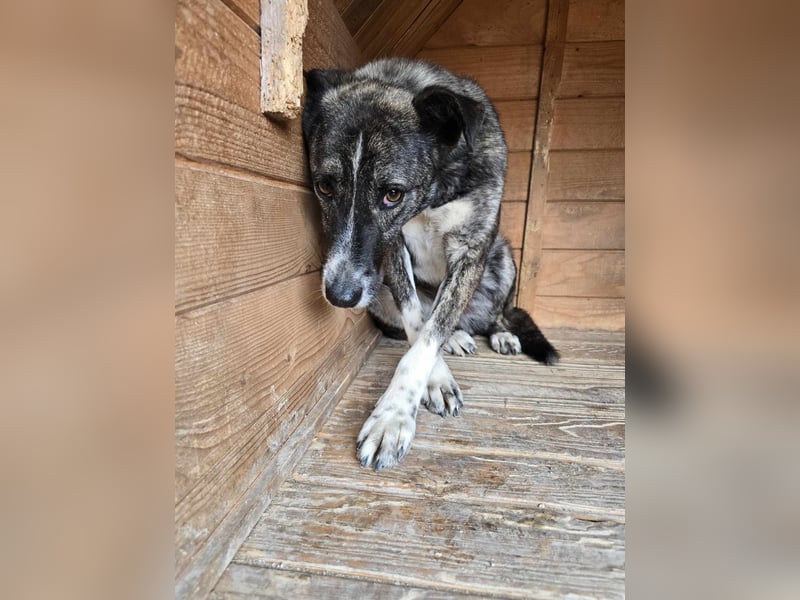 Flint - Hundeflüsterer gesucht