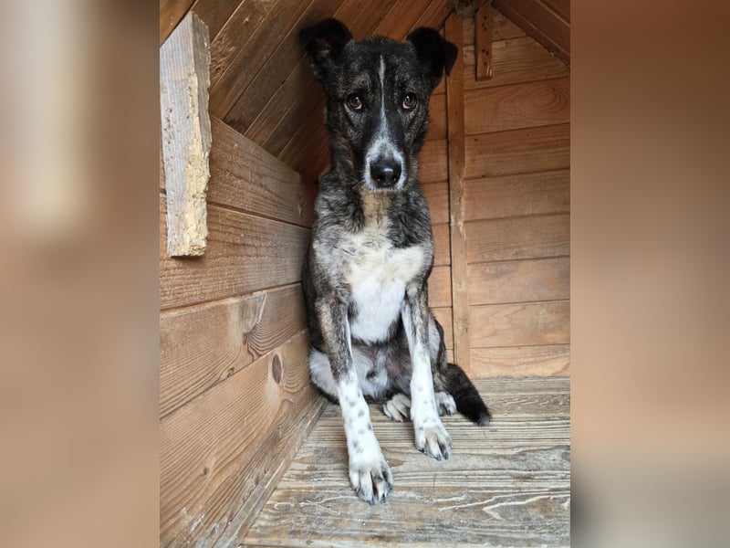 Flint - Hundeflüsterer gesucht