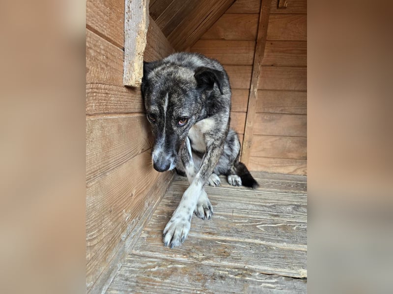 Flint - Hundeflüsterer gesucht