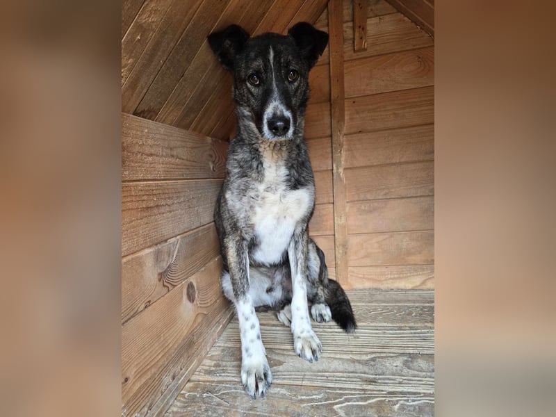 Flint - Hundeflüsterer gesucht