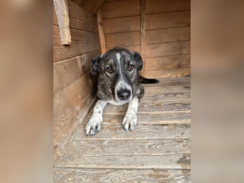 Flint - Hundeflüsterer gesucht