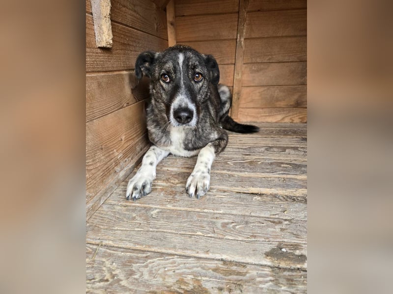 Flint - Hundeflüsterer gesucht