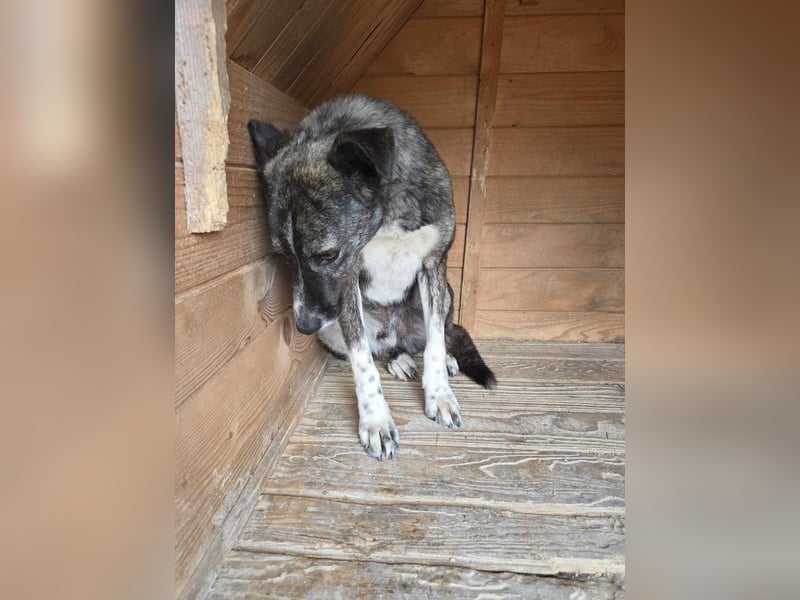 Flint - Hundeflüsterer gesucht