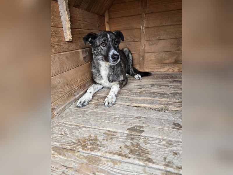 Flint - Hundeflüsterer gesucht