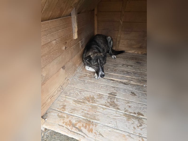 Flint - Hundeflüsterer gesucht