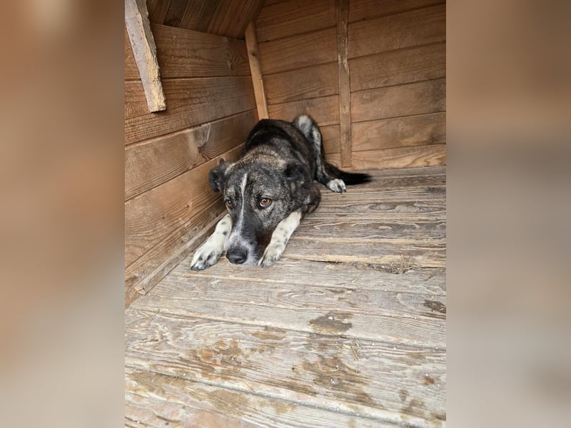 Flint - Hundeflüsterer gesucht