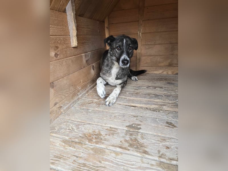 Flint - Hundeflüsterer gesucht