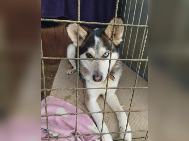 BODRO - der hübsche Huskymix sucht ein liebe- und verständnisvolles Zuhause