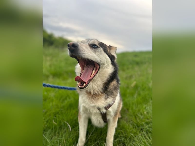 BODRO - der hübsche Huskymix sucht ein liebe- und verständnisvolles Zuhause