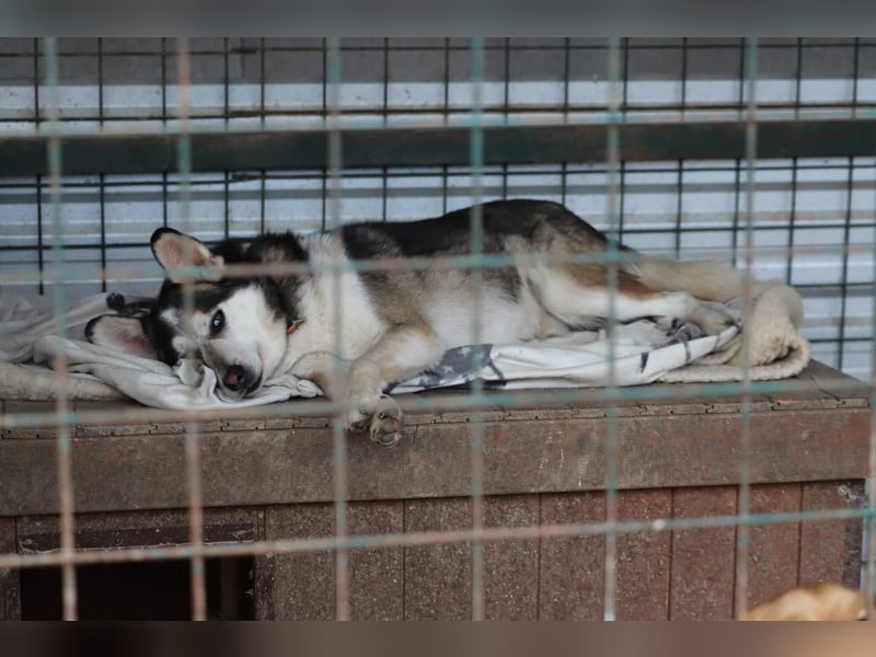 BODRO - der hübsche Huskymix sucht ein liebe- und verständnisvolles Zuhause