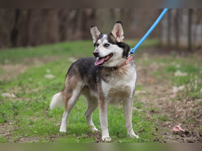 BODRO - der hübsche Huskymix sucht ein liebe- und verständnisvolles Zuhause