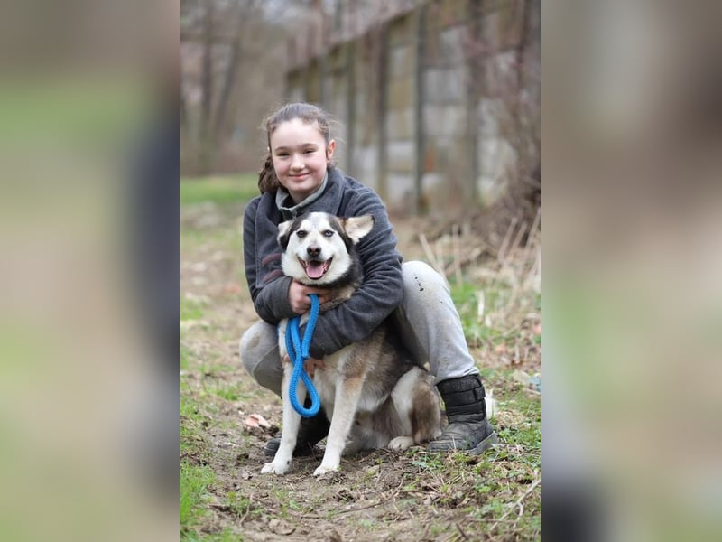 BODRO - der hübsche Huskymix sucht ein liebe- und verständnisvolles Zuhause