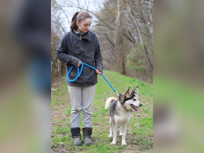 BODRO - der hübsche Huskymix sucht ein liebe- und verständnisvolles Zuhause