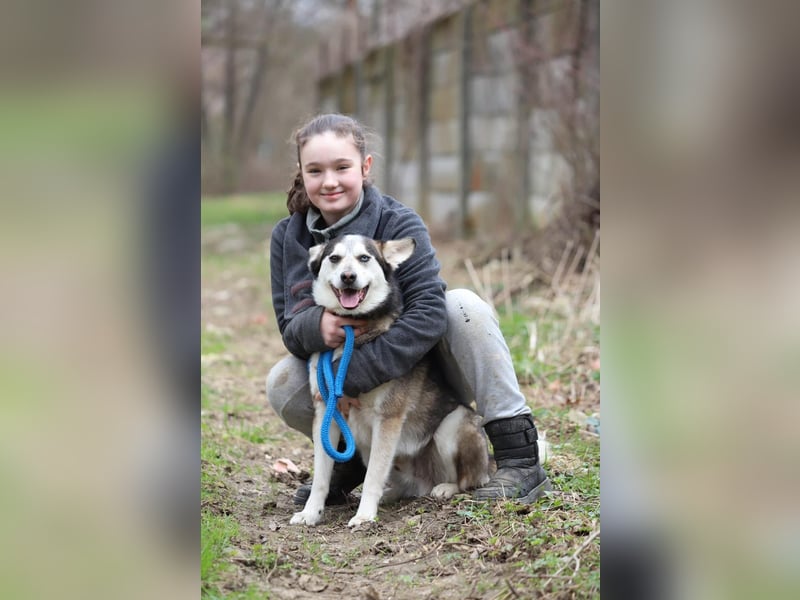 BODRO - der hübsche Huskymix sucht ein liebe- und verständnisvolles Zuhause