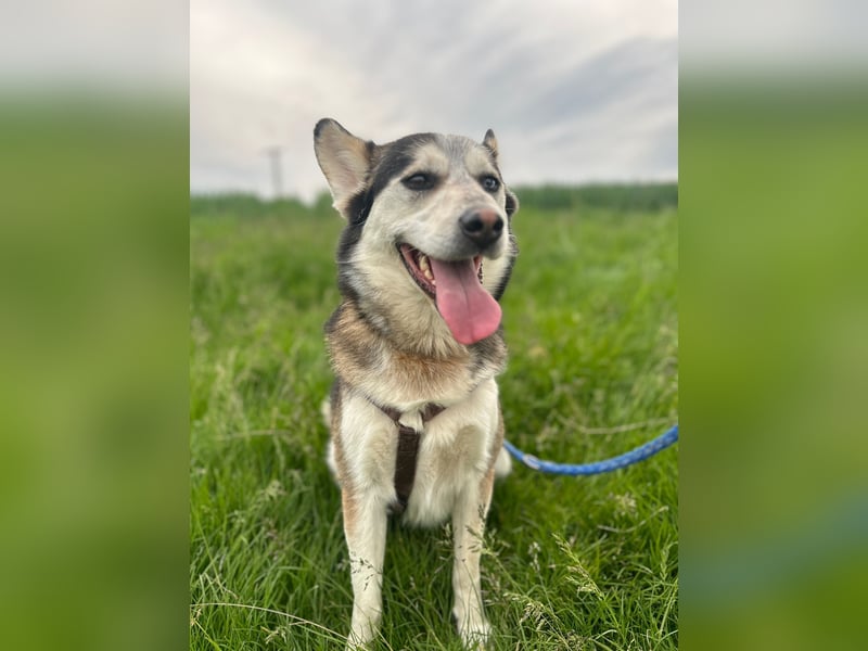 BODRO - der hübsche Huskymix sucht ein liebe- und verständnisvolles Zuhause