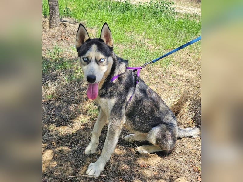 Husky Andy ist ein treuer Begleiter