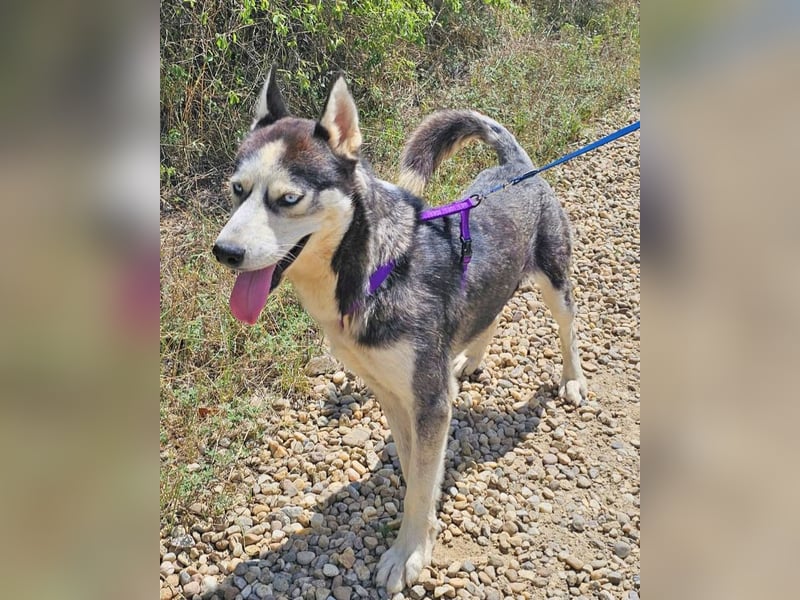 Husky Andy ist ein treuer Begleiter