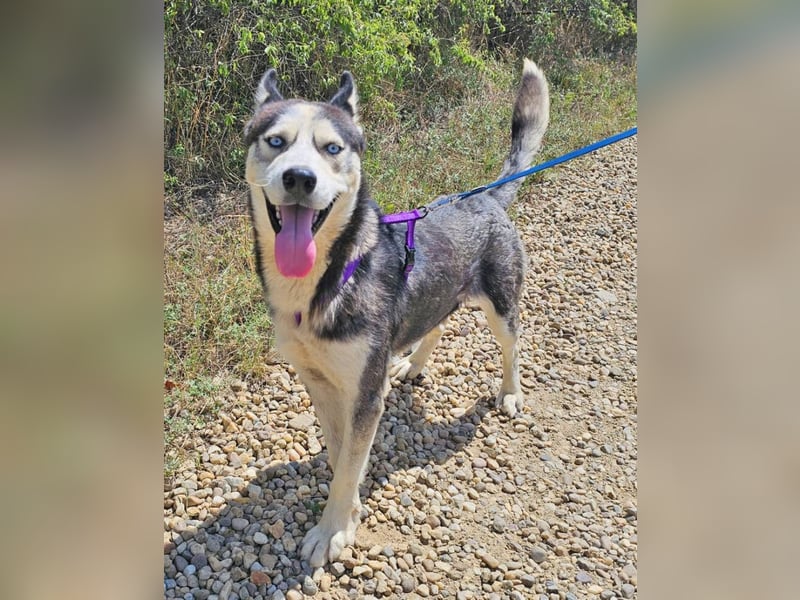 Husky Andy ist ein treuer Begleiter