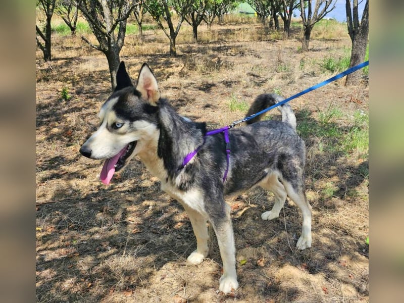 Husky Andy ist ein treuer Begleiter